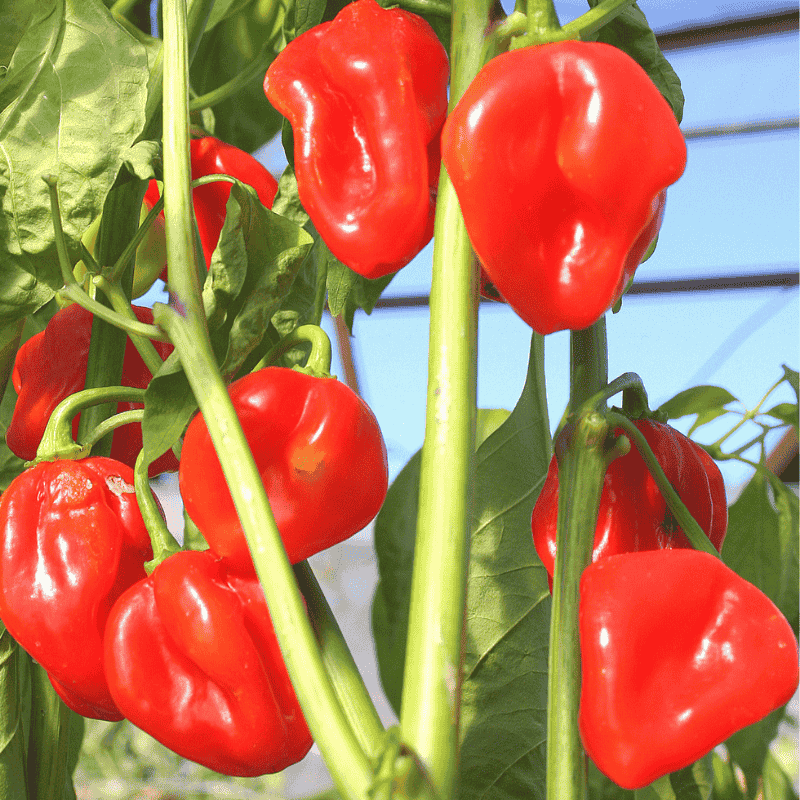 Habanero Red Chilli